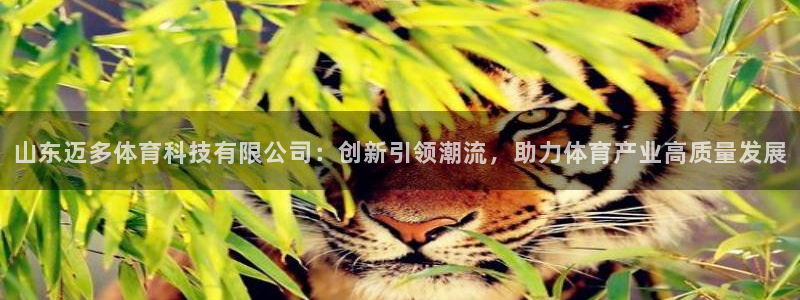 山东迈多体育科技有限公司：创新引领潮流，助力体育产业高质量发展