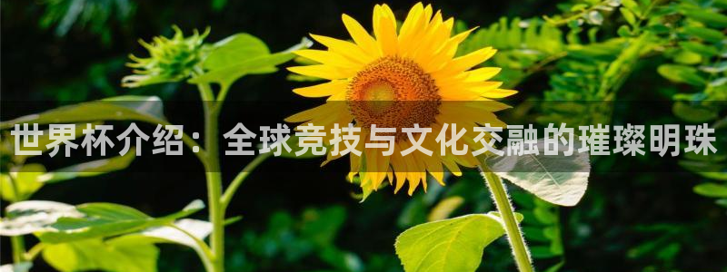 世界杯介绍：全球竞技与文化交融的璀璨明珠